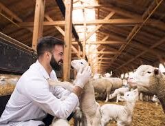 Ovinocultura e consultoria