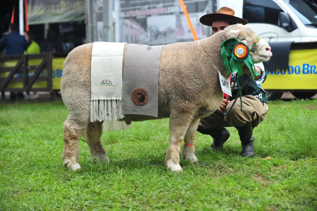 Grande Campeã de raças de ovinos ile de france