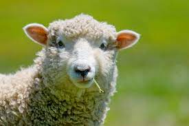 controle de verminose em ovelha
