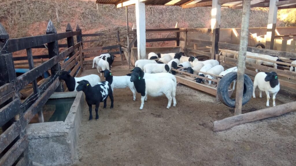 sistema de criação de ovinos