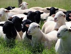 intervalo entre partos na reprodução de ovelhas