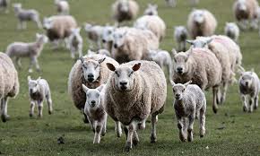 sistema de criação de ovinos