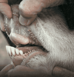 dentição em ovinos