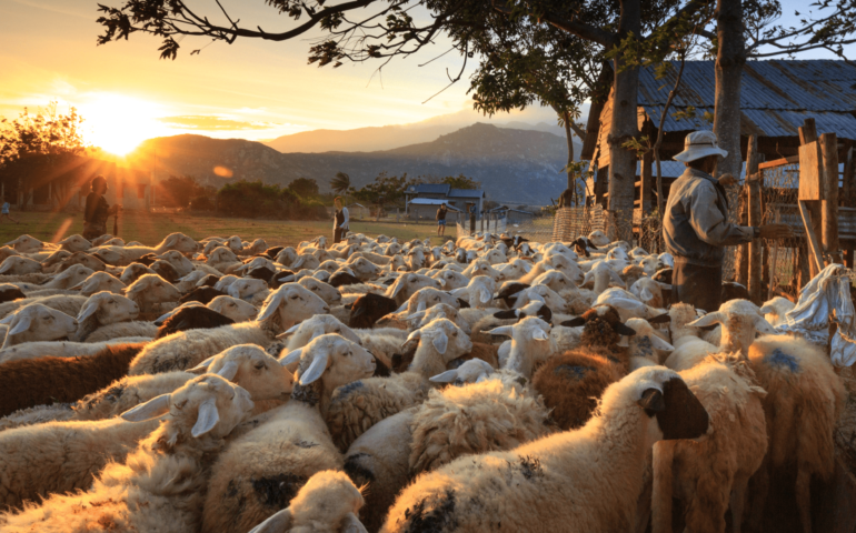 criação de ovelhas